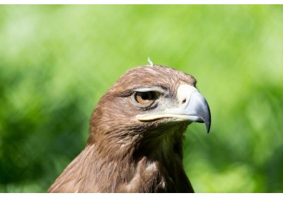 Incubadoras para aves rapaces