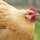Cómo elegir razas de gallinas (II) Razas de carne