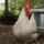 Cómo elegir razas de gallinas (III) Razas ponedoras